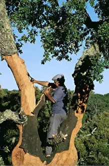 Bark: CORK - men stripping bark
