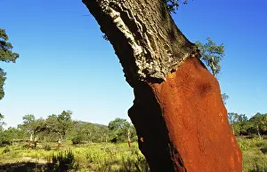 Cork: Cork oak