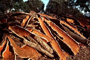 Ake Lindau: CORK OAK