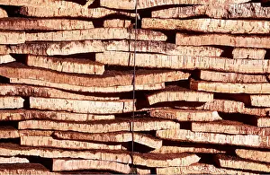 Layers: CORK OAK BARK STACK