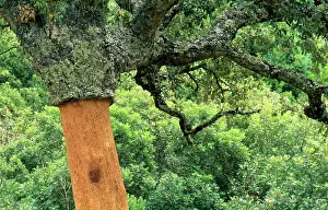 Stripped: Cork Oak - whose bark has been stripped that same day.`