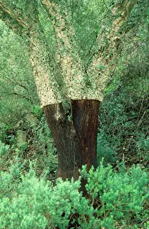 Frontera: Cork Oak - Its bark has not been stripped for quite