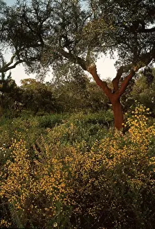 Cork: CORK OAK FOREST