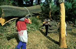 Commerical: Cork Oak - Having his shoulder protected with a
