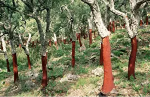 Bark: CORK OAK PLANTATION - Recently peeled bark from trunks