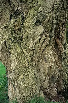Cork: Cork oak (Quercus suber) bark