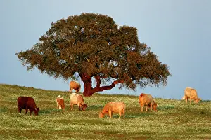 Cork: Cork Oak - single tree on pasture