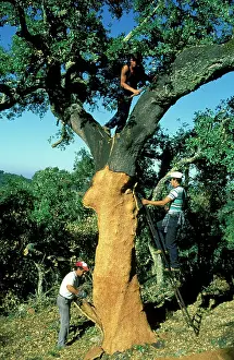 Commerical: Cork Oak - In the summer months of July and August