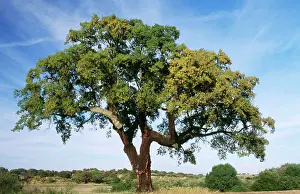 Cork: CORK OAK TREE