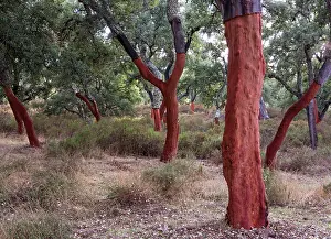 Stripped: Cork Oak Trees - recently stripped