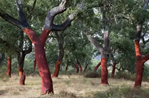 Stripped: Cork Oak Trees - recently stripped
