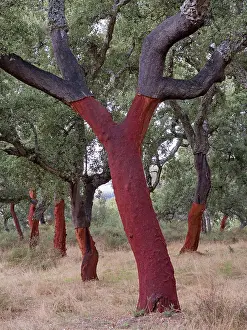 Stripped: Cork Oak Trees - recently stripped