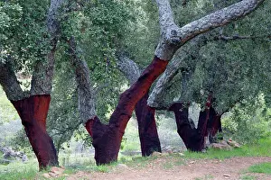 Stripped: Cork Oak - trees with stripped stems