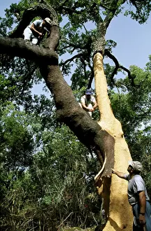 Bark: CORK OAKS - men strip bark