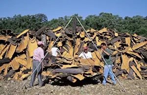 Wine: CORK OAKS - stripped bark