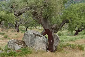 Cork: Cork Trees. Showing where bark has recently