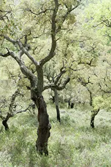 Suber: Corkoak