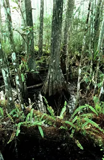 Corkscrew: Corkscrew Swamp Sanctuary - ferns and pond