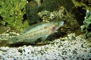 Wrasses: CORKWING WRASSE