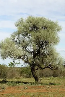 Hakea: Corkwood Tree
