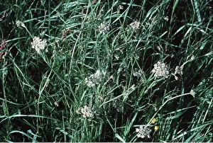Ardea London: CORKY FRUITED WATER DROPWORT