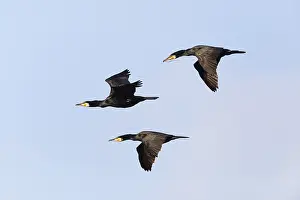 Cormorants: Cormorant - 3 birds in flight, Island of Texel, Holland