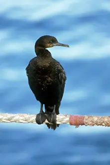 Piers Cavendish: Cormorant