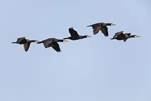 Cormorants: Cormorant - 5 birds in flight, Island of Texel, Holland