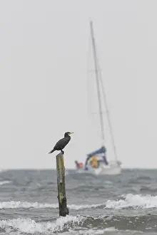 Ship: Cormorant