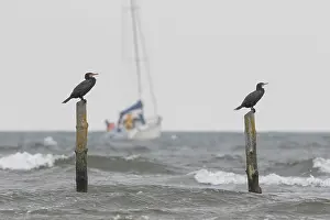 Ship: Cormorant