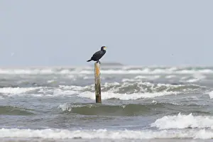 Sign: Cormorant