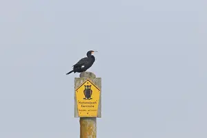 Sign: Cormorant