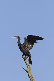 Cormorants: Cormorant - bird resting on dead tree - Nature