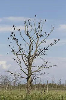 Phalacrocorax: Cormorant - birds resting on dead tree - Nature