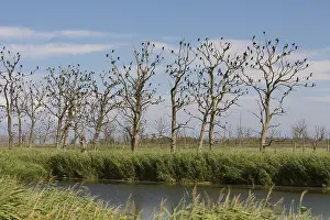 Phalacrocorax: Cormorant - birds resting on dead tree - Nature
