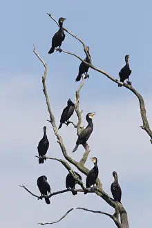 Phalacrocorax: Cormorant - birds resting on dead tree - Nature