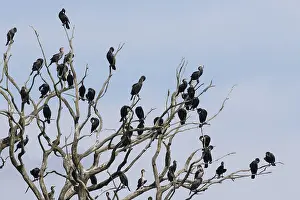 Phalacrocorax: Cormorant - birds resting on dead tree - Nature