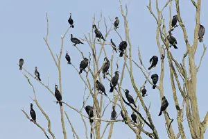 Phalacrocorax: Cormorant - birds resting on dead tree - Nature