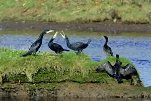 Squabbling: Cormorant - birds squabbling on island in river, River Aln