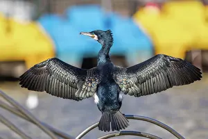 Drying: Cormorant - Breeding Plumage - Wings Stretched Out - UK