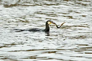 Lampetra: Cormorant - with caught Lamprey (Lampetra fluvialis)