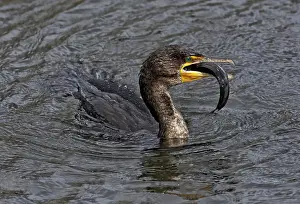 Catfish: Cormorant eats catfish