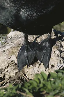 Webbed: Cormorant Feet