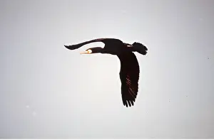 Cormorants: CORMORANT - IN FLIGHT