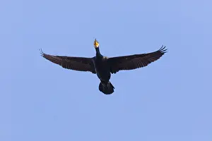 Cormorants: Cormorant - in flight, Island of Texel, Holland