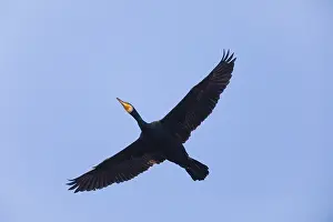 Cormorants: Cormorant - in flight, Island of Texel, Holland