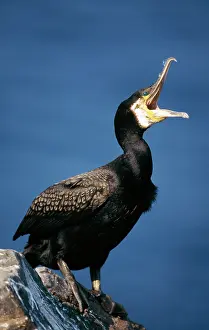 Pants: CORMORANT - Pants with beak open