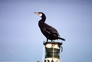 Cormorants: CORMORANT - on perch