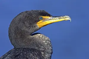 Double: Cormorant, (Phalacrocorax auritus), family of cormorants