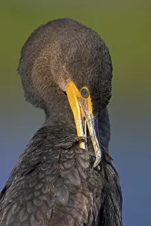 Double: Cormorant, (Phalacrocorax auritus), family of cormorants